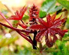 1057【不老松：二游海南纪实】临高长島兰湾的蓖麻子！比北方的鲜艳！