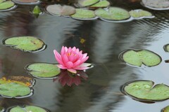 拍摄花卉一（814）