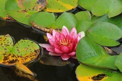 拍摄花卉一（814）