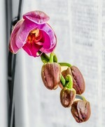 手机游拍20260310《9》