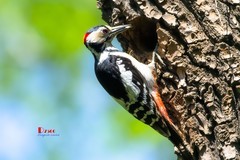 林中啄木鸟（70）