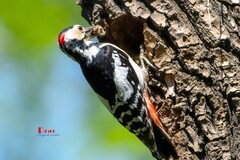 林中啄木鸟（70）