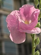 手机微距蜀葵花一组--请假帖
