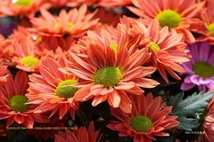 广州文化公园菊展 2025