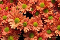 广州文化公园菊展 2025