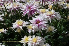 广州文化公园菊展 2025