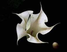 1059【不老松：二游海南纪实】临高长島兰湾漂亮的曼陀罗花！