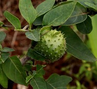 1059【不老松：二游海南纪实】临高长島兰湾漂亮的曼陀罗花！