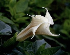 1059【不老松：二游海南纪实】临高长島兰湾漂亮的曼陀罗花！