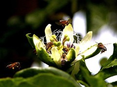 1060【不老松：二游海南纪实】临高长島兰湾的百香果之甜蜜招来群蜂抢劫！