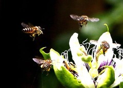 1060【不老松：二游海南纪实】临高长島兰湾的百香果之甜蜜招来群蜂抢劫！