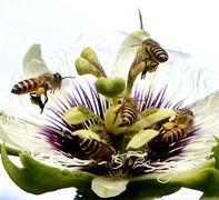 1060【不老松：二游海南纪实】临高长島兰湾的百香果之甜蜜招来群蜂抢劫！