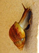 1061【不老松：二游海南纪实】临高长島兰湾的蜗牛！