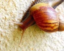 1061【不老松：二游海南纪实】临高长島兰湾的蜗牛！