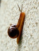 1061【不老松：二游海南纪实】临高长島兰湾的蜗牛！