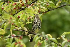 宝兴歌鸫（10）