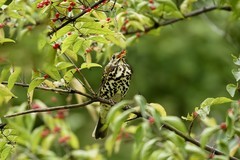 宝兴歌鸫（10）