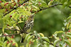 宝兴歌鸫（10）