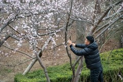 人与山桃共迎春