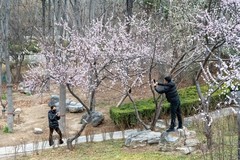 人与山桃共迎春