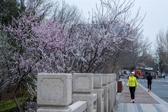 人与山桃共迎春