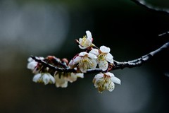 永恒的主题——春花 （三）