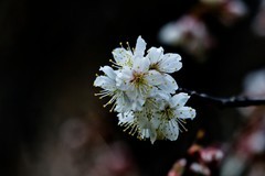 永恒的主题——春花 （三）