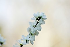 永恒的主题——春花 （三）