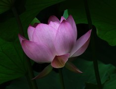 新荷也娇艳