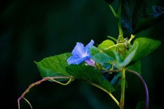 黄—蓝花草