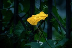 黄—蓝花草