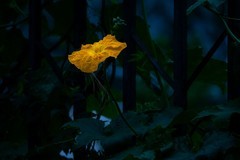 黄—蓝花草
