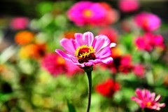 路边的小花不要采