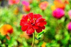 路边的小花不要采