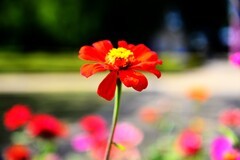 路边的小花不要采
