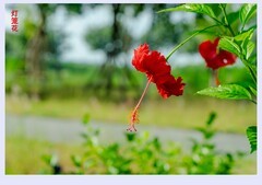灯笼花