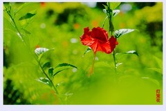 灯笼花