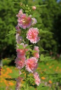 蜀葵花 (4)
