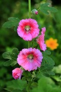 蜀葵花 (4)