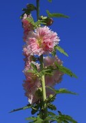 蜀葵花 (4)