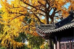 2025年第0856贴-上海豫园纪实旅拍（1212）