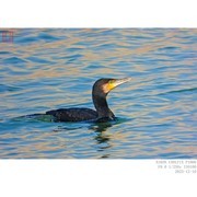 鸬鹚——玛瑙般的眼睛