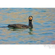 鸬鹚——玛瑙般的眼睛