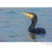 鸬鹚——玛瑙般的眼睛