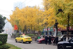 冬日风景，满城金黄