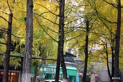 冬日风景，满城金黄