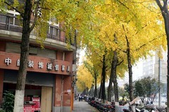 冬日风景，满城金黄