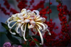 2025年第0752贴-北海公园菊花展（1030）