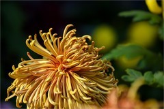 2025年第0752贴-北海公园菊花展（1030）