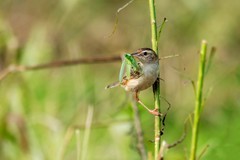 棕扇苇莺（七十三）
